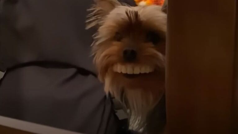 Insólito: un perrito es atrapado en el momento justo que se probaba la dentadura de su dueño