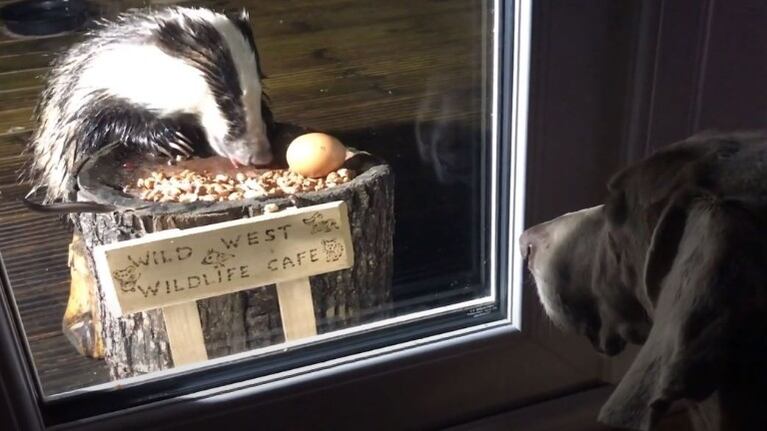 Instala una cafetería en el jardín de su casa donde acuden a comer todo tipo de animales