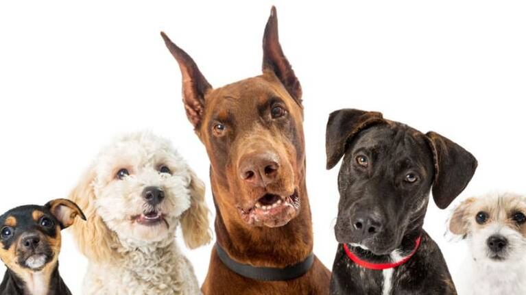 Investigación en curso: ¿podrían los perros detectar el coronavirus?