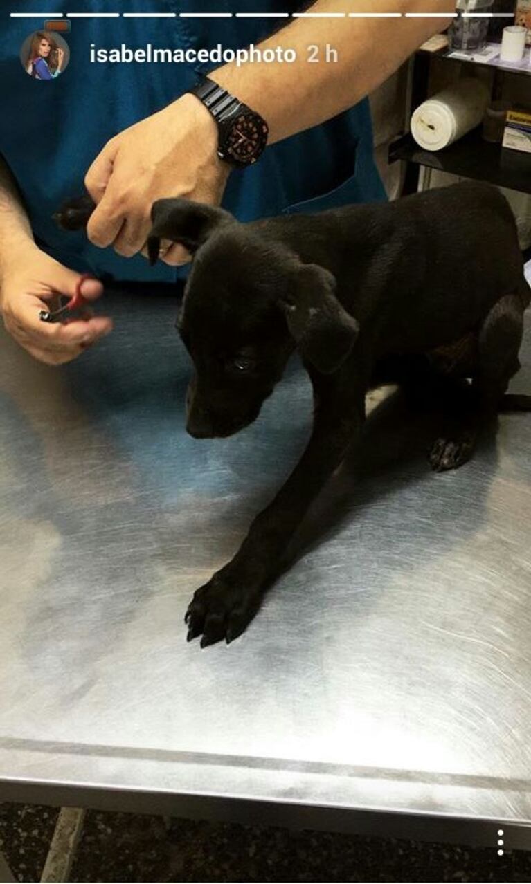 Isabel Macedo rescató a una perrita de la calle: "Estaba en un tacho de basura, muerta de frío y esquelética" 