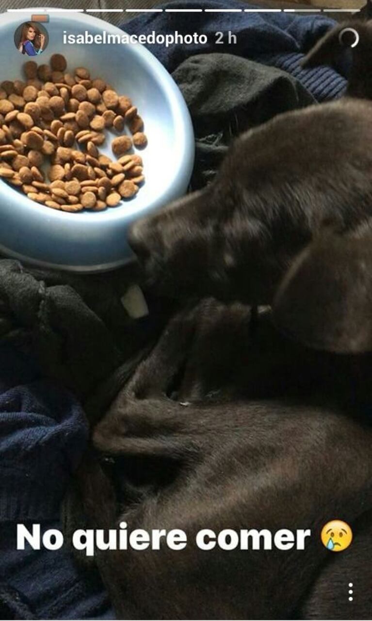 Isabel Macedo rescató a una perrita de la calle: "Estaba en un tacho de basura, muerta de frío y esquelética" 