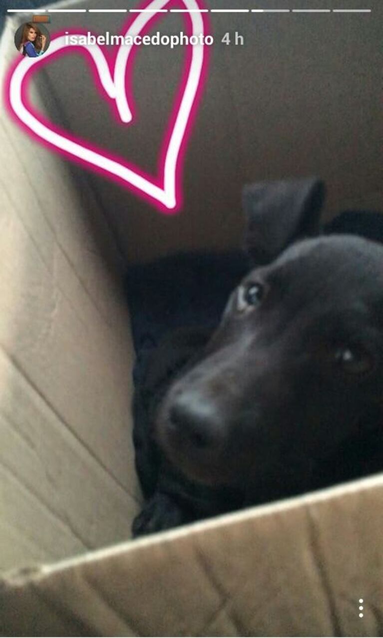 Isabel Macedo rescató a una perrita de la calle: "Estaba en un tacho de basura, muerta de frío y esquelética" 