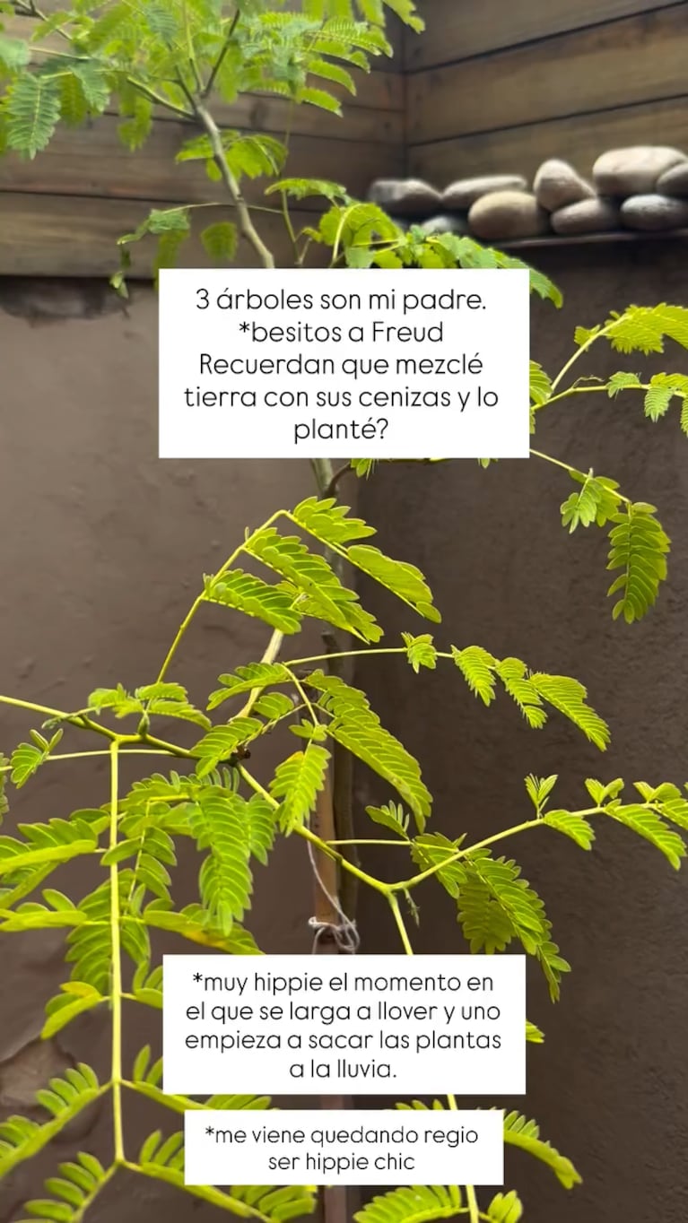 Jimena Barón mostró cómo están hoy los árboles que plantó con las cenizas de su padre (Foto de Instagram @jmena)