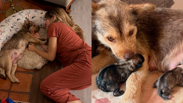 Jimena Barón ya les puso nombres a los cinco cachorritos de Lucy (Fotos del Instagram de Jimena Barón)