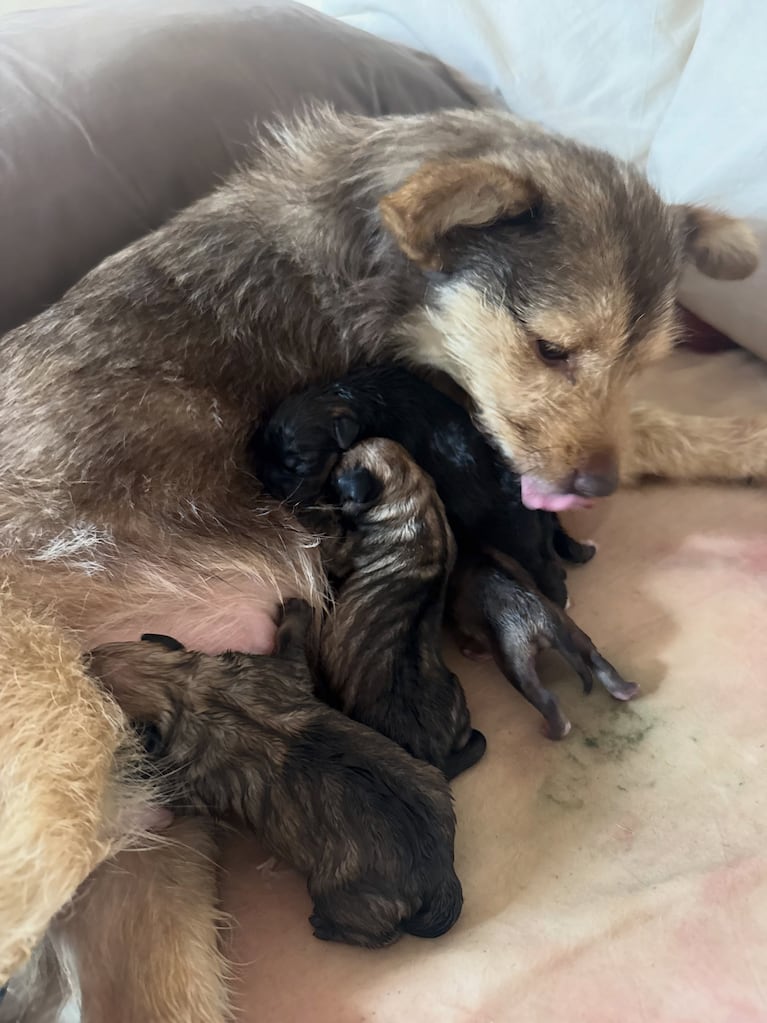 Jimena Barón ya les puso nombres a los cinco cachorritos de Lucy (Fotos del Instagram de Jimena Barón)