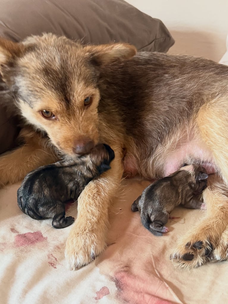 Jimena Barón ya les puso nombres a los cinco cachorritos de Lucy (Fotos del Instagram de Jimena Barón)