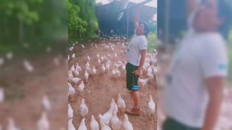 Joven recreó escenas de la película “300” con gallinas y causó furor
