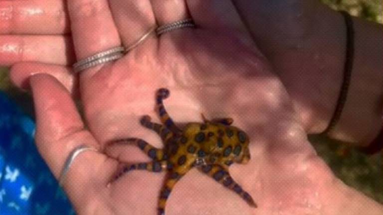 Juega con pequeño pulpo y se espanta al descubrir que es uno de los animales más peligrosos del mundo