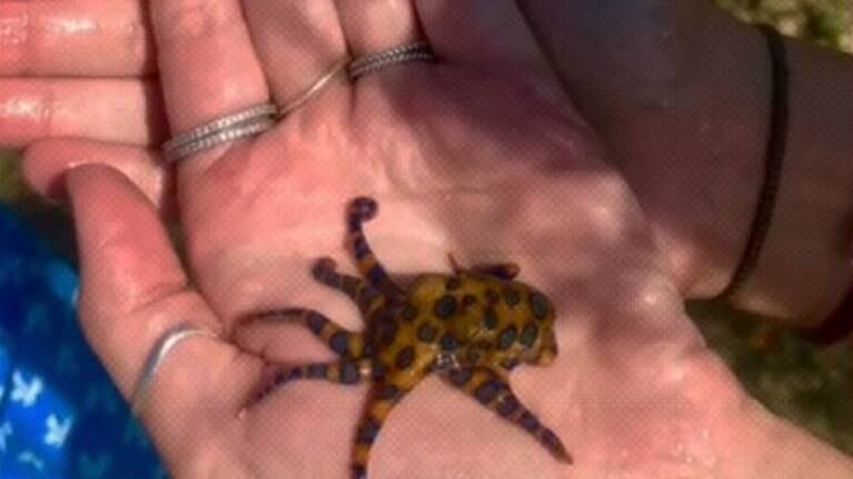 Juega con pequeño pulpo y se espanta al descubrir que es uno de los animales más peligrosos del mundo