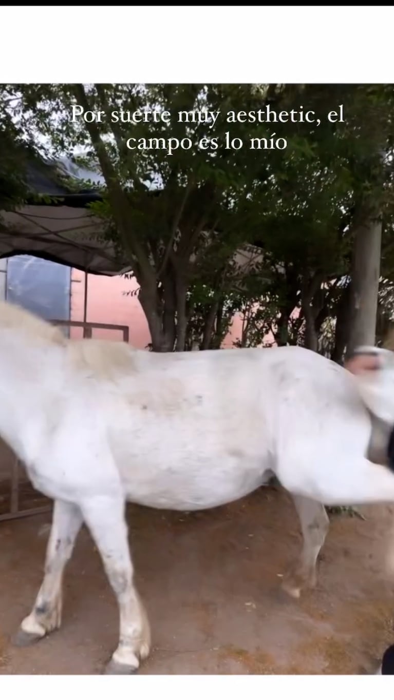 Julieta Poggio fue a acariciar a un caballo y recibió una tremenda patada