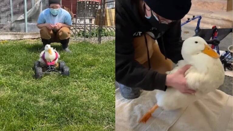 Kiwi, un pato que no podía mover sus piernas, avanza en su recuperación