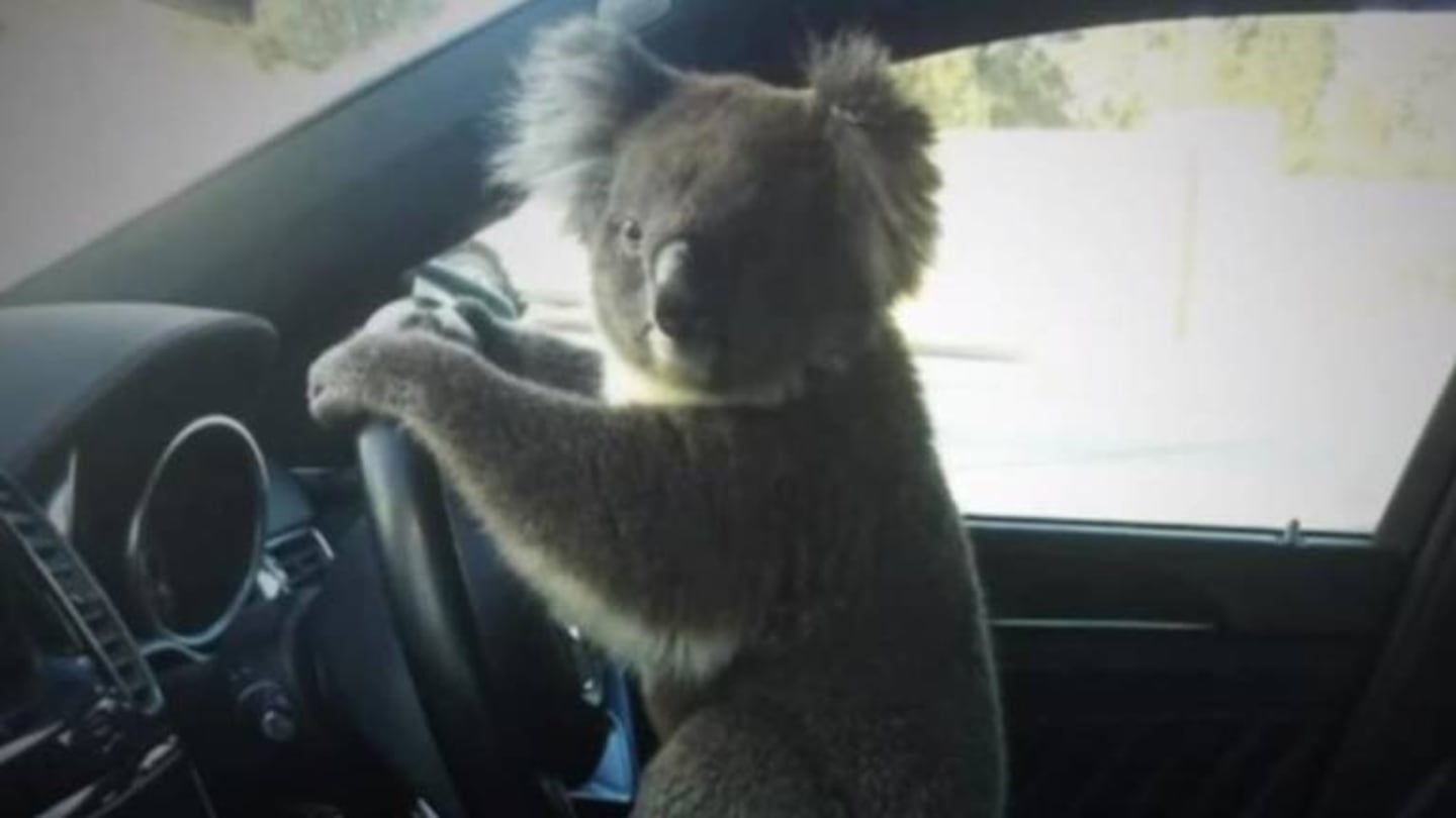 Koala genera choque múltiple en una autopista australiana y termina posando al volante