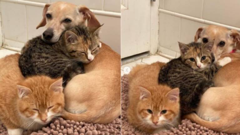 Kona, la perra que conmueve a todos tras adoptar a dos gatitos abandonados