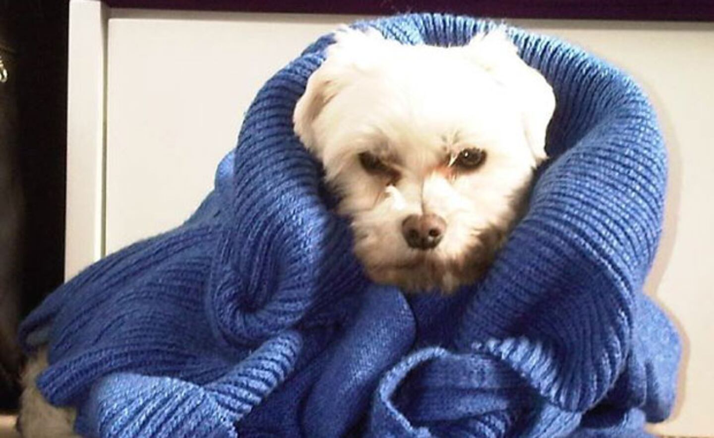 La actriz publicó una imágen de su mascota en plena sesión de fotos (Foto: Twitter). 