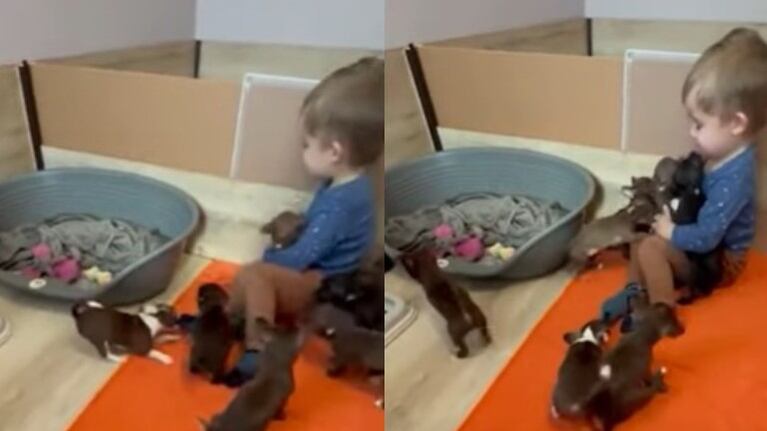 La adorable escena de un niño rodeado de chihuahuas