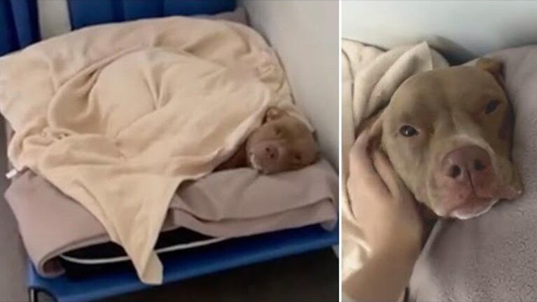 La adorable reacción de este perro de tres patas cuando lo despiertan con una buena dosis de mimos