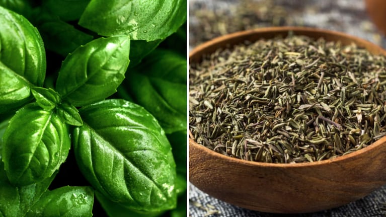 La albahaca y el tomillo tienen propiedades para cuidar la salud en el día a día. Foto: Freepik