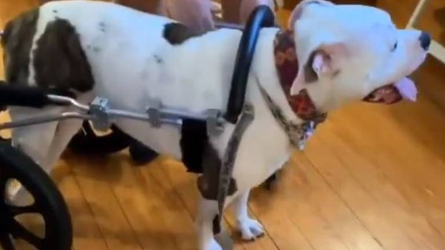 La alegría de una perrita discapacitada cuando le colocan su silla de ruedas