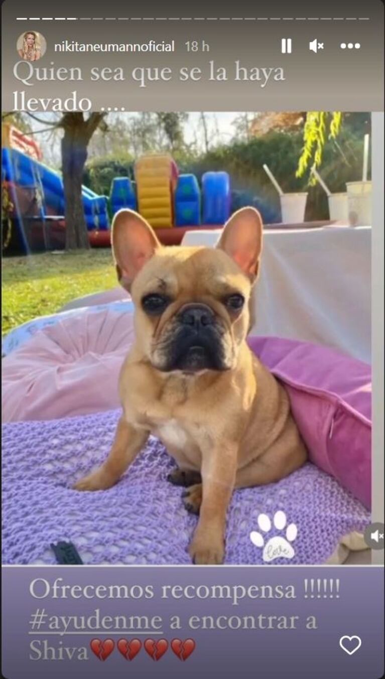 La angustia de Nicole Neumann: le robaron la perrita y pide ayuda urgente