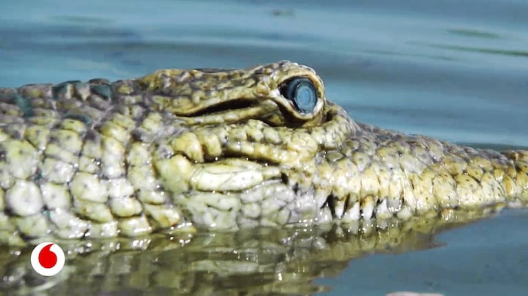 La BBC utilizó cocodrilos robots para espiar en su hábitat natural