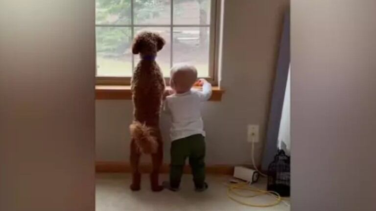 La bonita relación de este cachorro y un bebé
