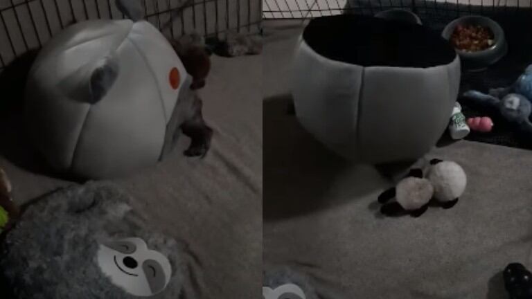 La caída inesperada de este perro después de ponerse cómodo en su cama se hace viral