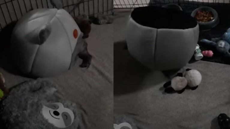 La caída inesperada de este perro después de ponerse cómodo en su cama se hace viral