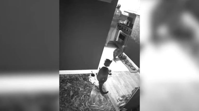 La cámara de seguridad de una casa capturó en vídeo las exigencias de un gato mandón a su cuidadora