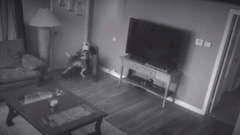 La cámara de seguridad grabó a un pitbull defendiendo a su dueña de un intruso