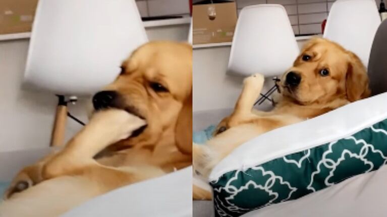 La cara de confusión de este perro al ser preguntado por su dueña si está bien se ha hecho viral en Internet
