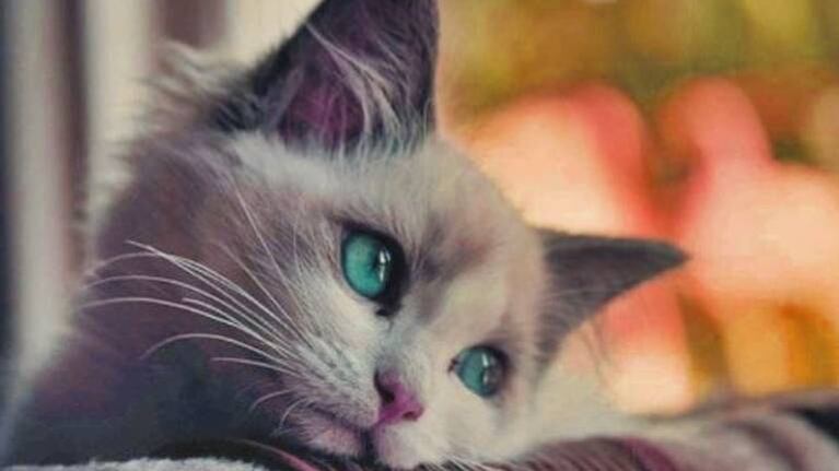 La carita de un gato al ver a su dueño acariciando a otro felino arrasa en las redes