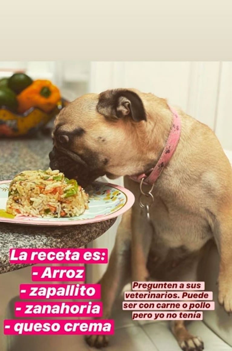 La China Suárez le festejó el cumpleaños a su perrita Antígona ¡con una torta vegetariana!: "Te amamos"