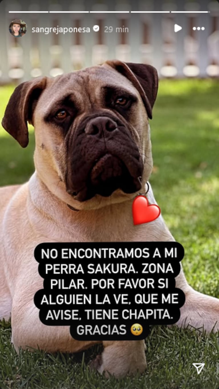 La China Suárez reportó en redes que su perrita Sakura se perdió.  (Foto: Instagram / sangrejaponesa)