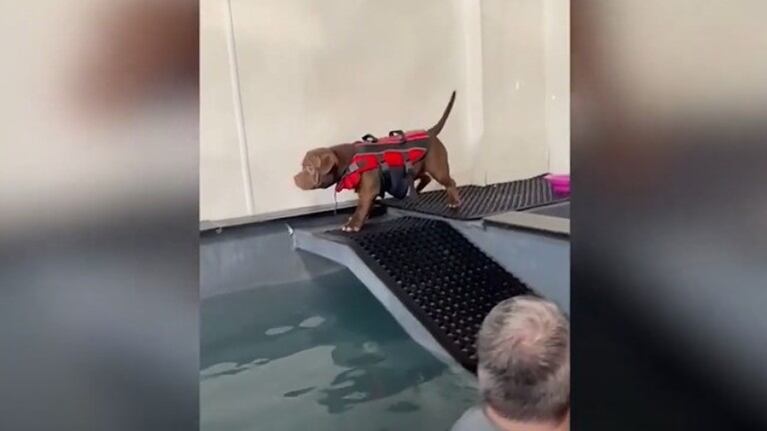 La clase de natación de esta perra no tuvo un buen comienzo cuando se resbaló y cayó directamente a la piscina