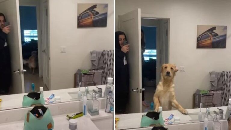   La confusión de este perro con el reflejo de su dueño en el espejo mientras se gana al público en Internet