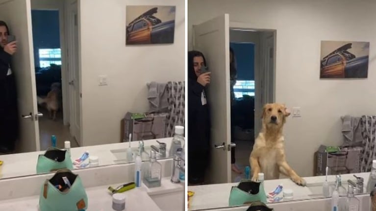   La confusión de este perro con el reflejo de su dueño en el espejo mientras se gana al público en Internet