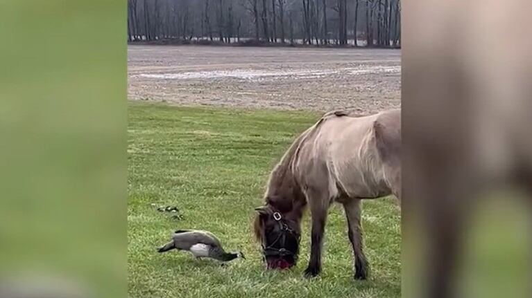 La curiosa amistad entre un caballo y un pavo real ha causado sensación en las redes sociales