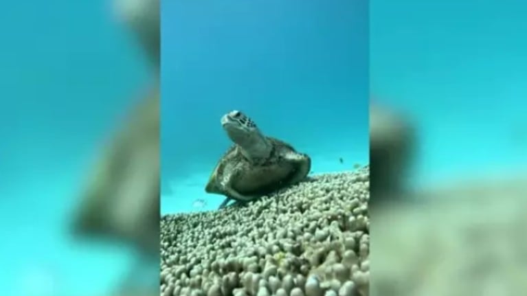 La curiosa imagen de una tortuga bostezando en el fondo del mar