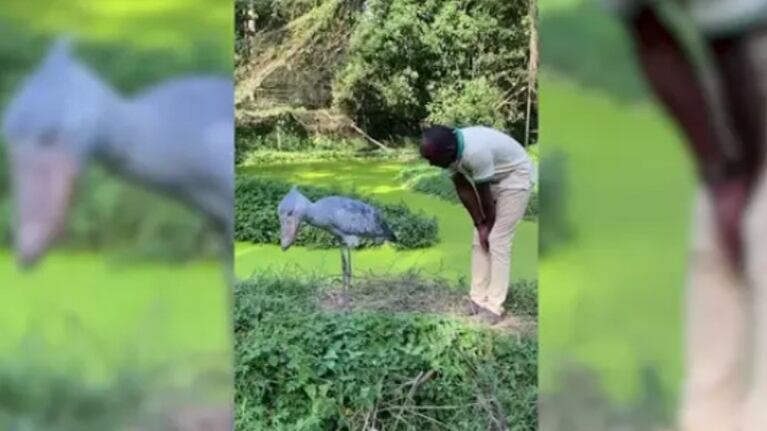 La delicadeza de este cuidador para acariciar a una enorme cigüeña africana