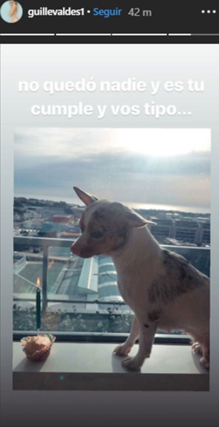 La divertida foto de la perrita de Guillermina Valdés celebrando su cumpleaños: "No quedó nadie y vos tipo..."