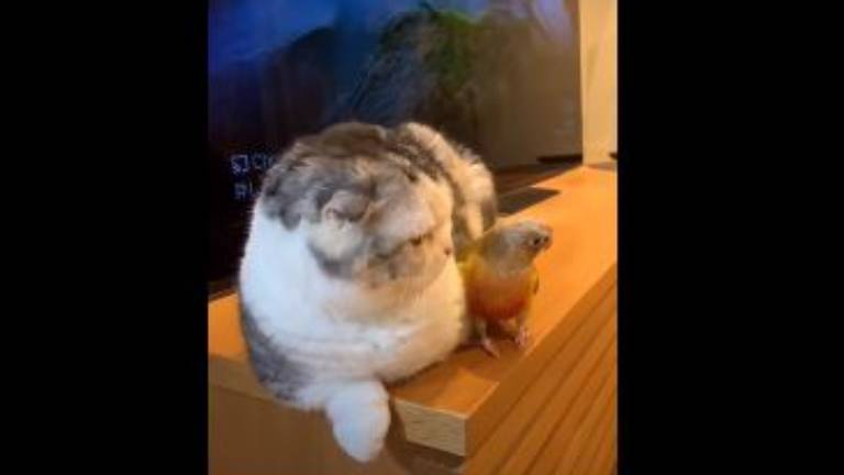 La divertida reacción de un gato que no puede dormir por culpa de un loro