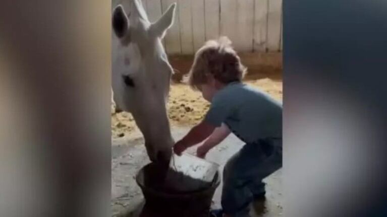 La divertida relación de un pequeño y un caballo