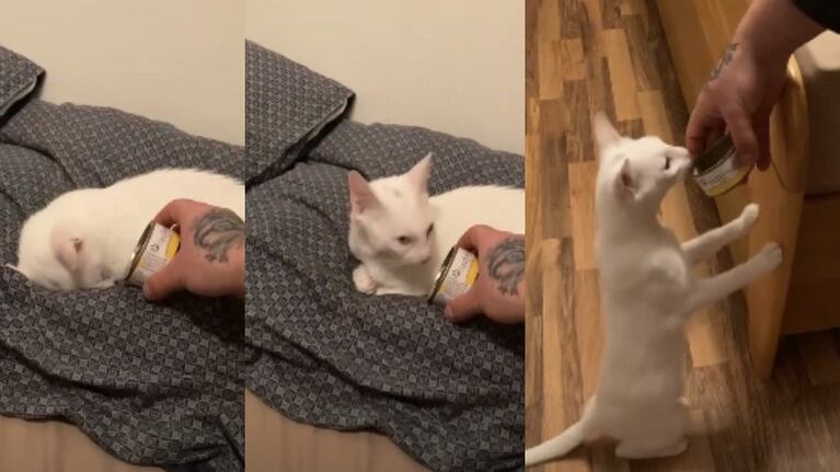 La dueña de este gato sordo tiene una peculiar manera de despertarlo