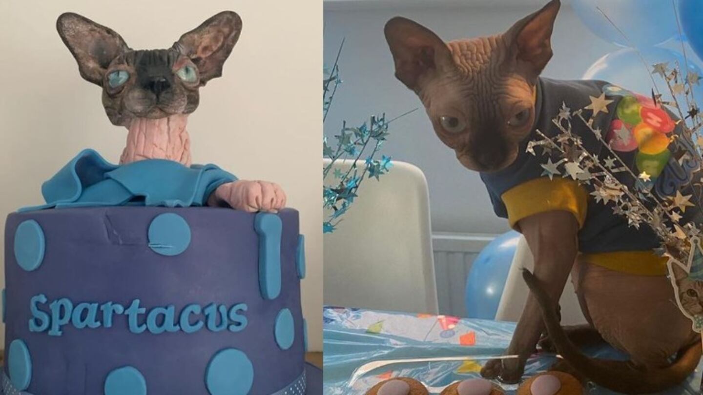 La dueña de este gato Sphynx se gasta más de 650 dólares en celebrar el primer cumpleaños de su mascota