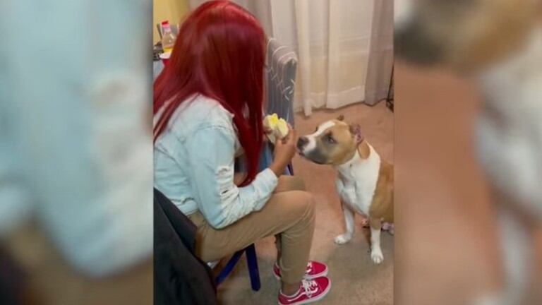 La dueña de este perro le puso a prueba ofreciéndole solo un trozo de sándwich y así reaccionó el canino