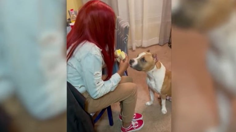 La dueña de este perro le puso a prueba ofreciéndole solo un trozo de sándwich y así reaccionó el canino