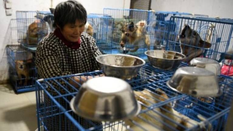 La emotiva historia de la mujer china que vive con mil trescientos perros
