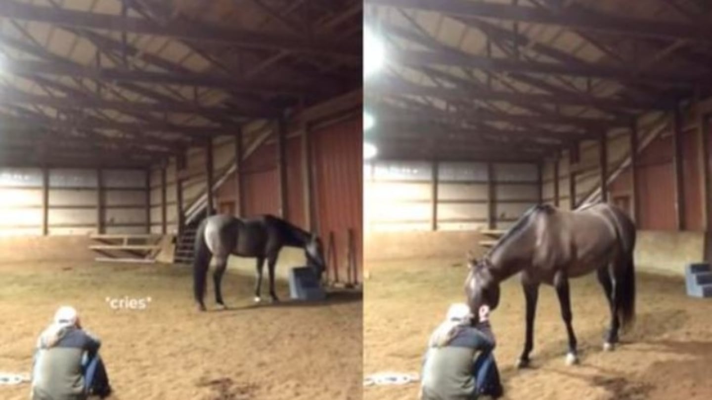 La emotiva reacción de un caballo al ver a su dueña “llorando” 