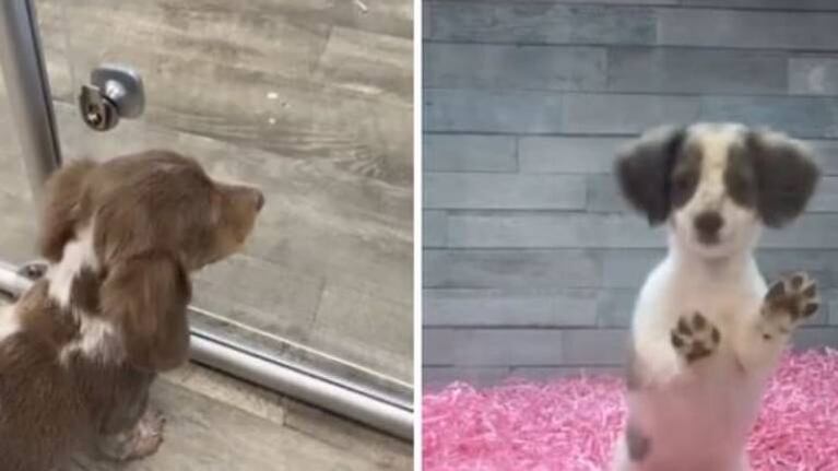 La emotiva reacción de un perrito al notar que su  “mejor amigo” es adoptado