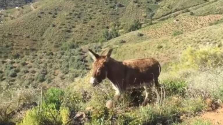 La emotiva reacción de una burra al reencontrarse con su dueño tras dos meses 